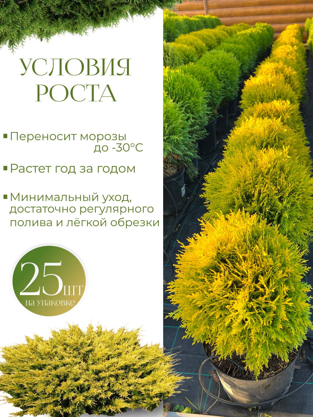 Семена туи западной Ауресценс (Thuja occidentalis Aurescens) — фото 1