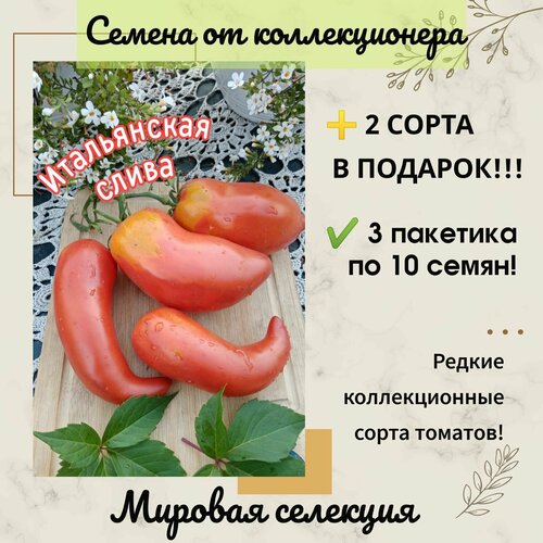 Томат Итальянская Слива, мировая селекция, коллекционный сорт