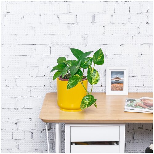 Сциндапсус (Эпипремнум), высота 30 см, пересаженное комнатное растение в желтом кашпо