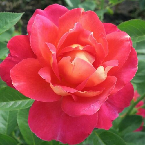 Роза парковая Арлекин 2 года / коробка роза саженец стандарт в коробке вид и сорт в ассортименте 7×7×40 см