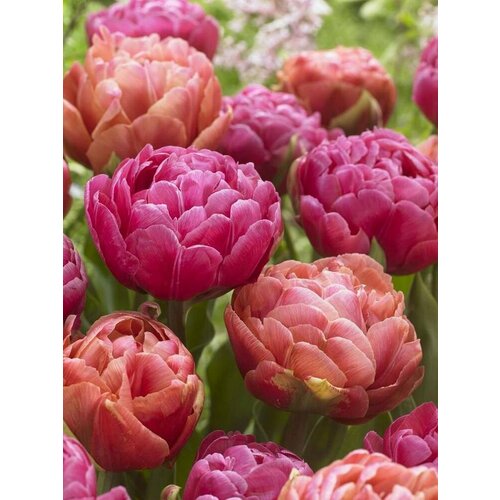 Майская радость Смесь Пионовидных Тюльпанов 10 шт. / gemengd
