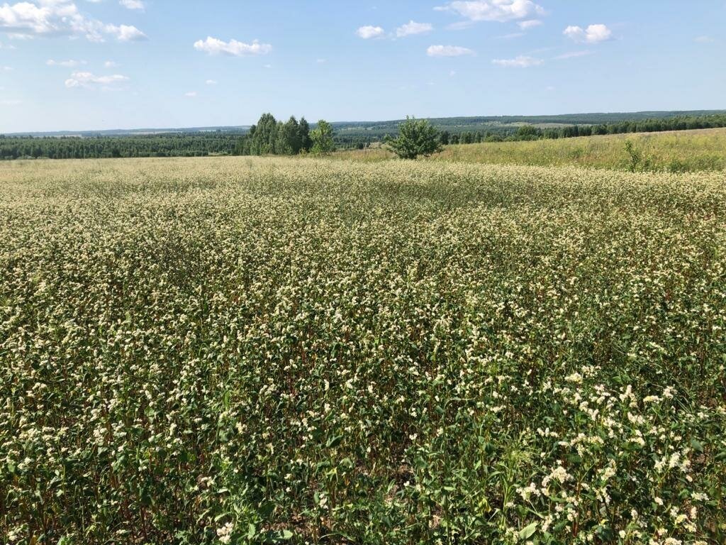 Крупа гречневая ядрица (непропаренная) 500 г, аривера, полимерная упаковка,полимерная упаковка, картонная коробка - фотография № 8