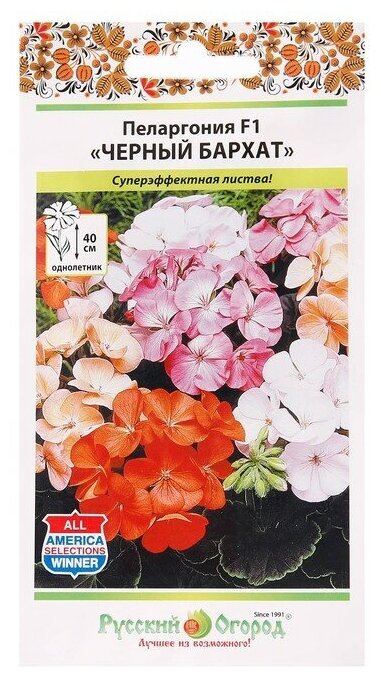 Пеларгония Черный бархат смесь Русский огород - фото №5