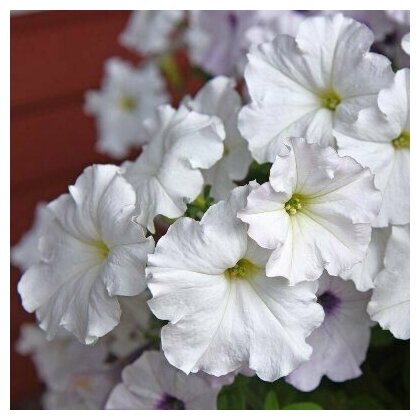 Петуния Крупноцветковая Танго белая белоснежное яркое цветение крупных граммофонов 30 семян