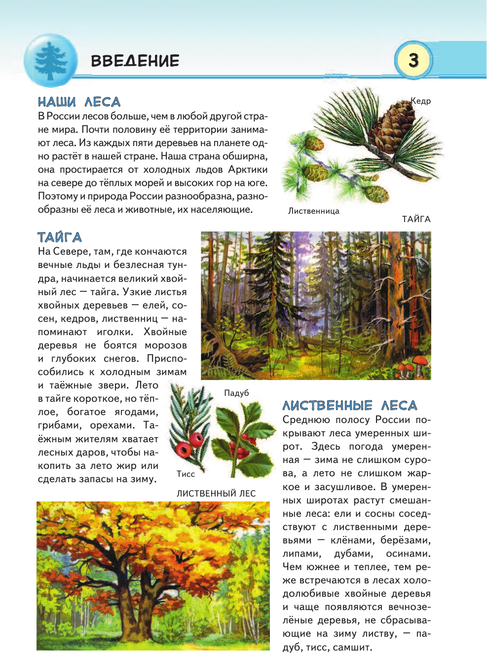 Животные наших лесов. Все лесные звери России (для ПР) - фото №5
