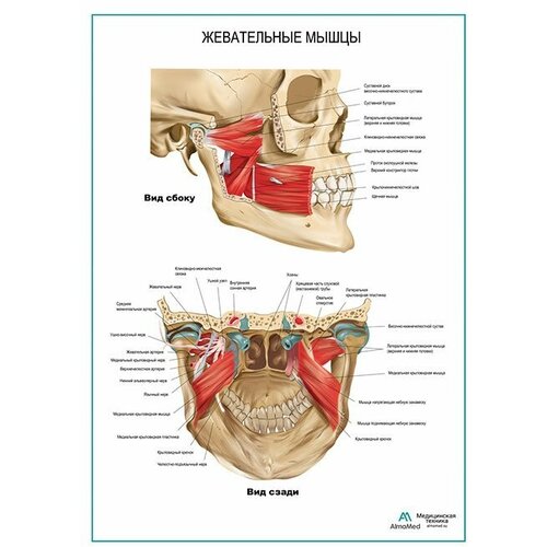 Жевательные мышцы. Вид сбоку плакат глянцевая фотобумага от 200 г/кв. м, размер A2+