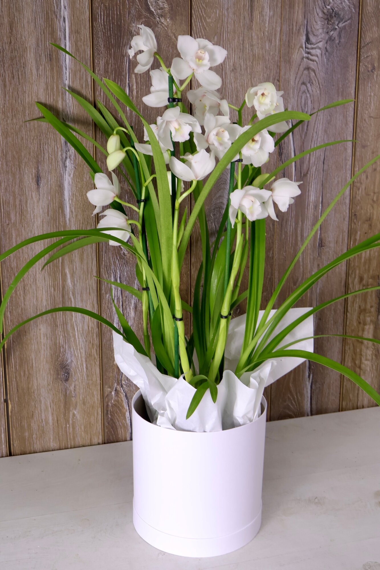 Орхидея Цимбидиум Белая «Король орхидей» (D- 14 / H-70)