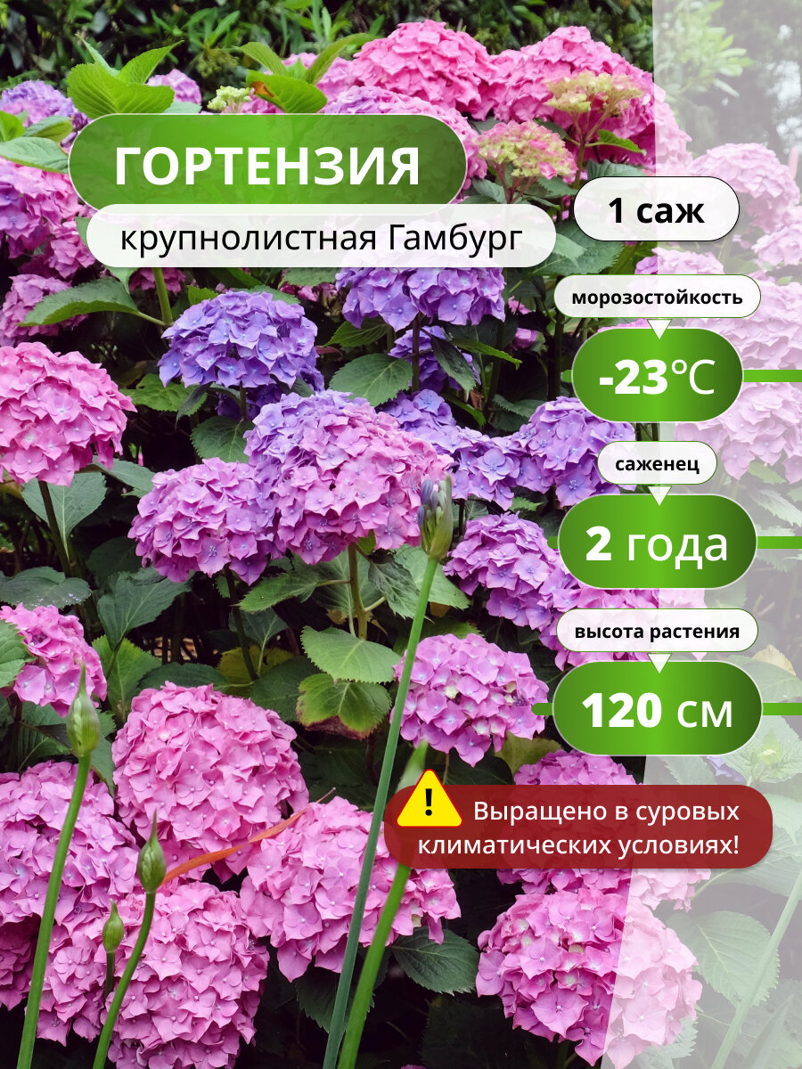 Гортензия крупнолистная Гамбург, саженец гортензии, шаровидные соцветия