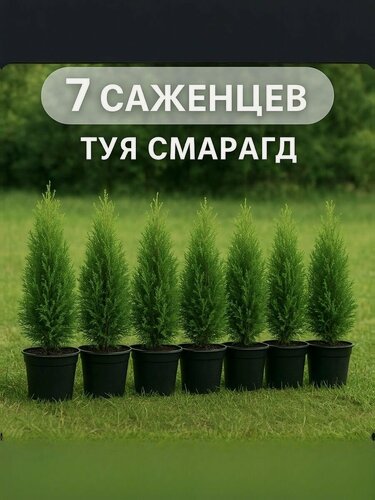 Изображение товара Туя "Смарагд", многолетняя, морозостойкая, для вертикального озеленения