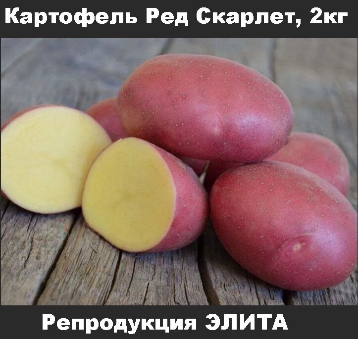 Семенной картофель Ред скарлет 2 кг