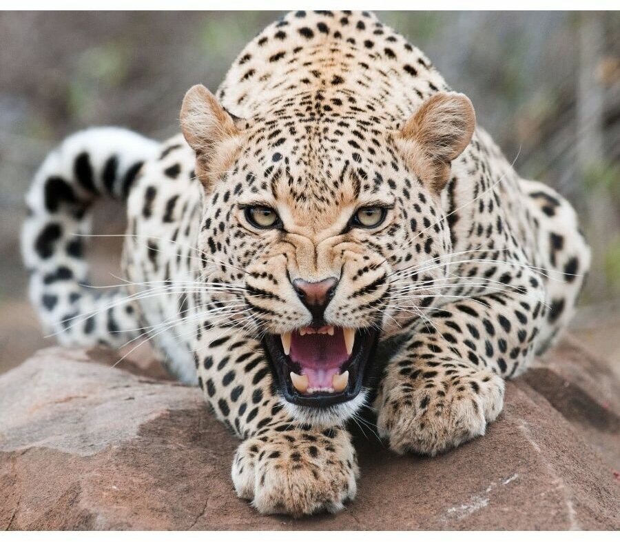 Злой леопард 40х50