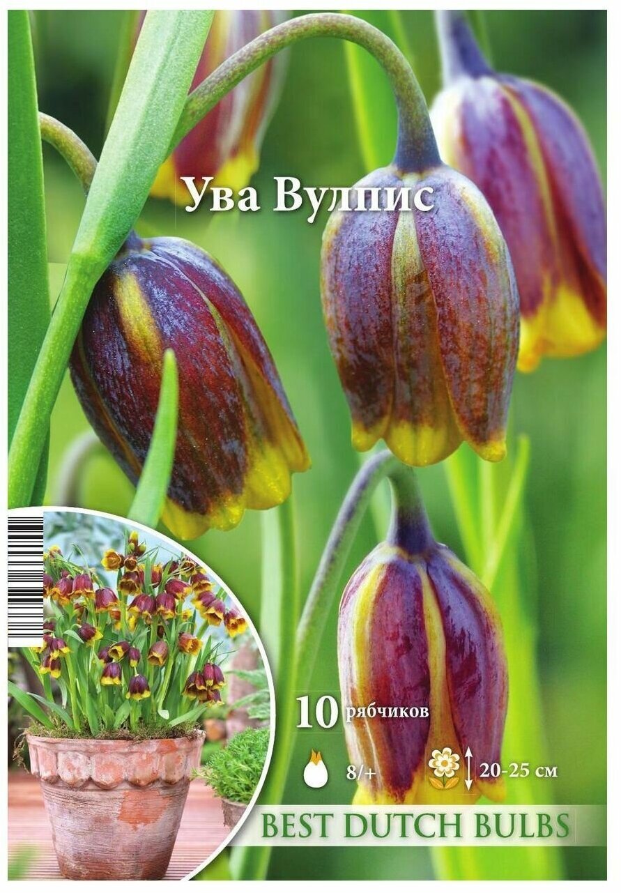 Рябчик ассирийский Ува Вулпис 10 луковиц 8/+ - фотография № 2