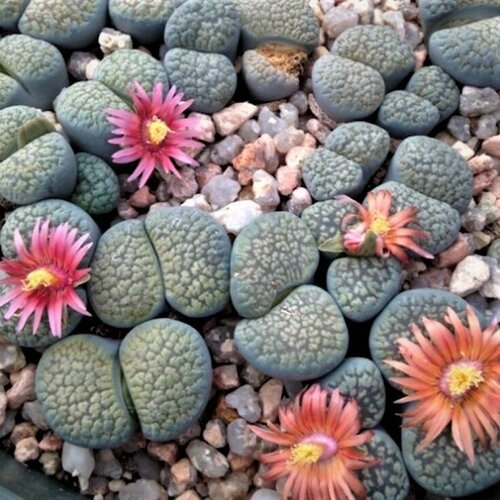 Семена Орешка Суккулент Lithops verruculosa mix 10 шт.