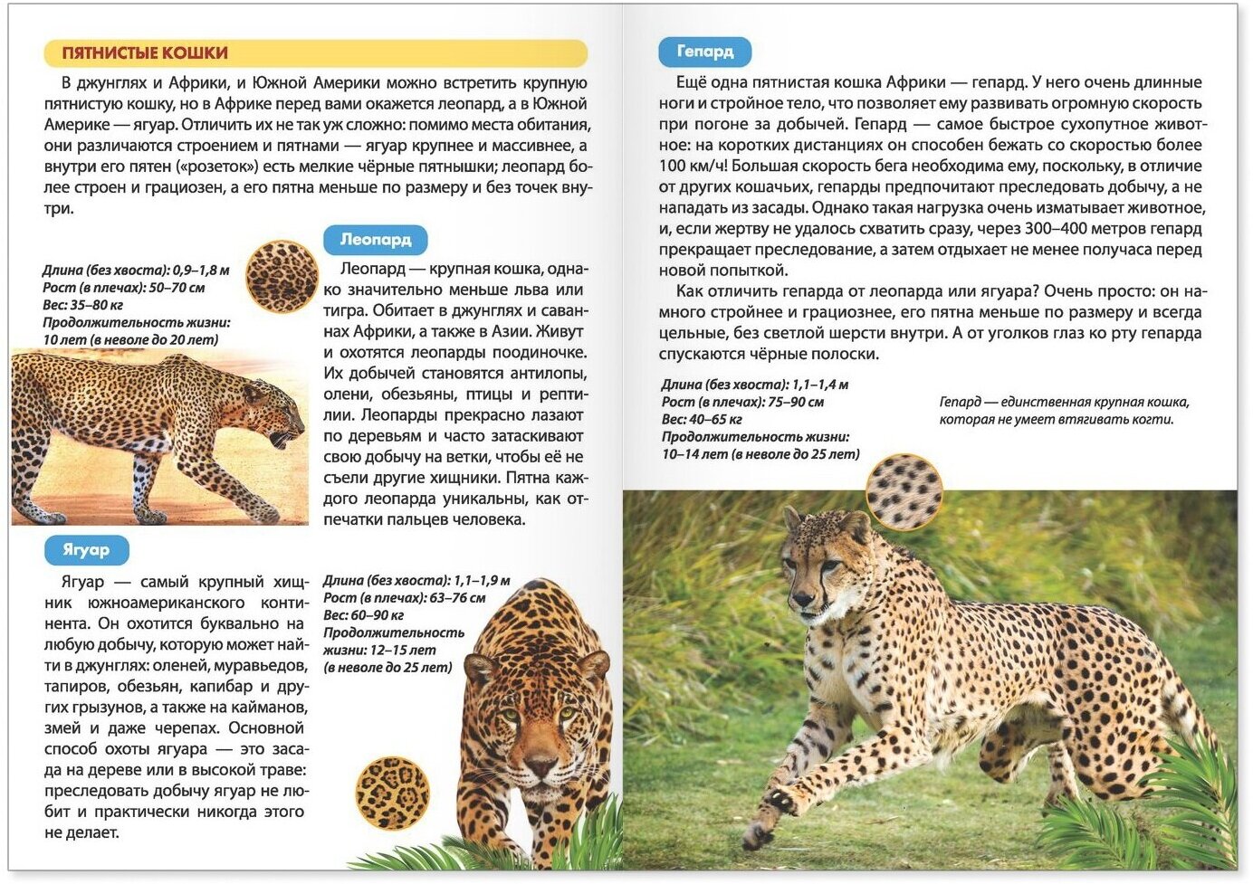 Мини-энциклопедии набор "Мир животных" 6 шт по 20 стр