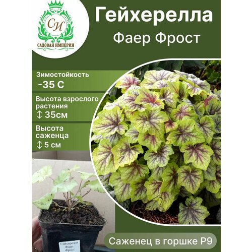 Гейхерелла Фаер Фрост