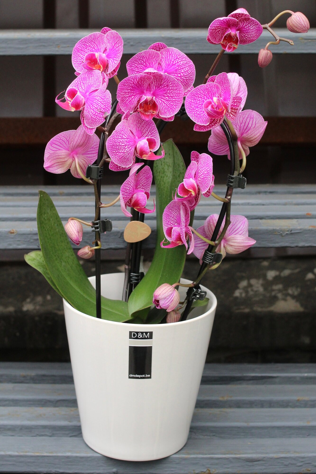 Орхидея Фаленопсис Каскад в керамическом кашпо (D-14 H-45)