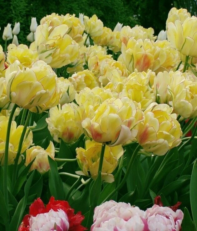 Тюльпан Желтая Роза 5 луковиц 12/+ - фотография № 4