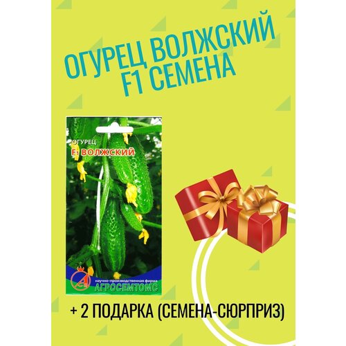 Семена Огурец F1 Волжский +2 подарка самоопыляемый скороспелый (35 дней) для парника, открытого грунта, балкона, теплицы