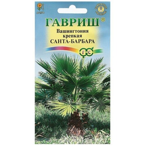 Семена комнатных цветов Вашингтония Санта-Барбара, 3 шт 2 шт вашингтония нитчатая семена