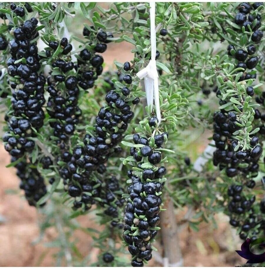 Семена Черный Годжи (lycium ruthenicum)