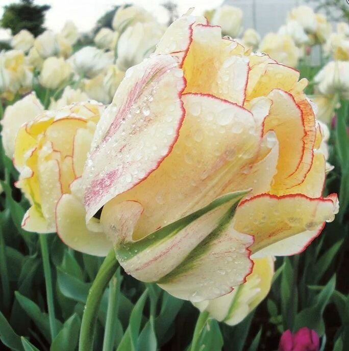 Тюльпан Желтая Роза 5 луковиц 12/+ - фотография № 3