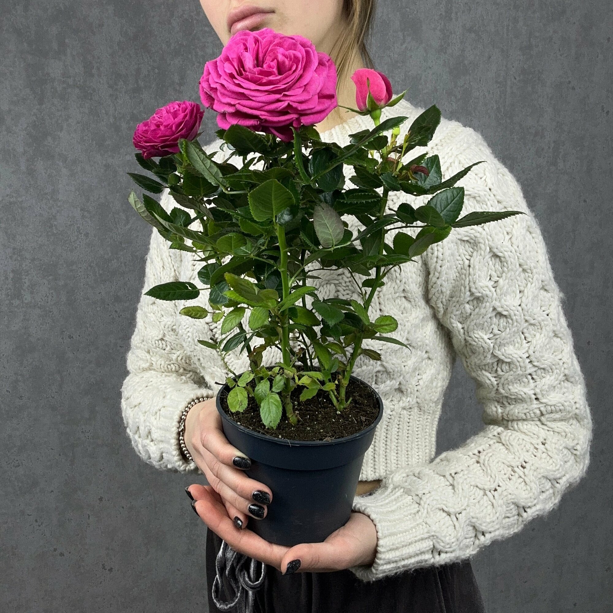 Роза комнатное растение живое, цветок в горшке, высота 30 см, дм 13 Sharmonic Fleur