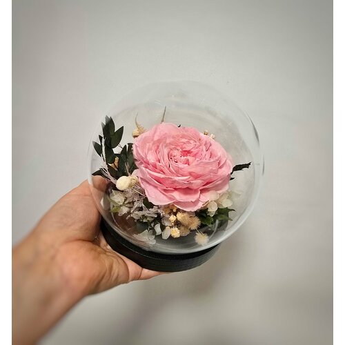 Стабилизированный пион Olivaflower в колбе розовый 5200₽