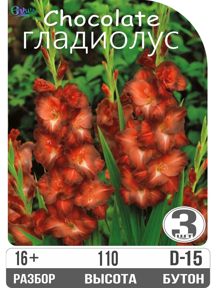 Луковицы гладиолуса "Шоколад" крупноцветковые многолетние пурпурно-коричневого со штрихами высота 110 см. 3 шт Eywa