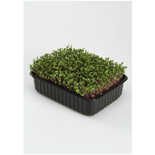Набор для проращивания микрозелениКольраби 3,5 г / Микрозелень семена / проращиватель на балконе / на подоконнике / в квартире + лотки