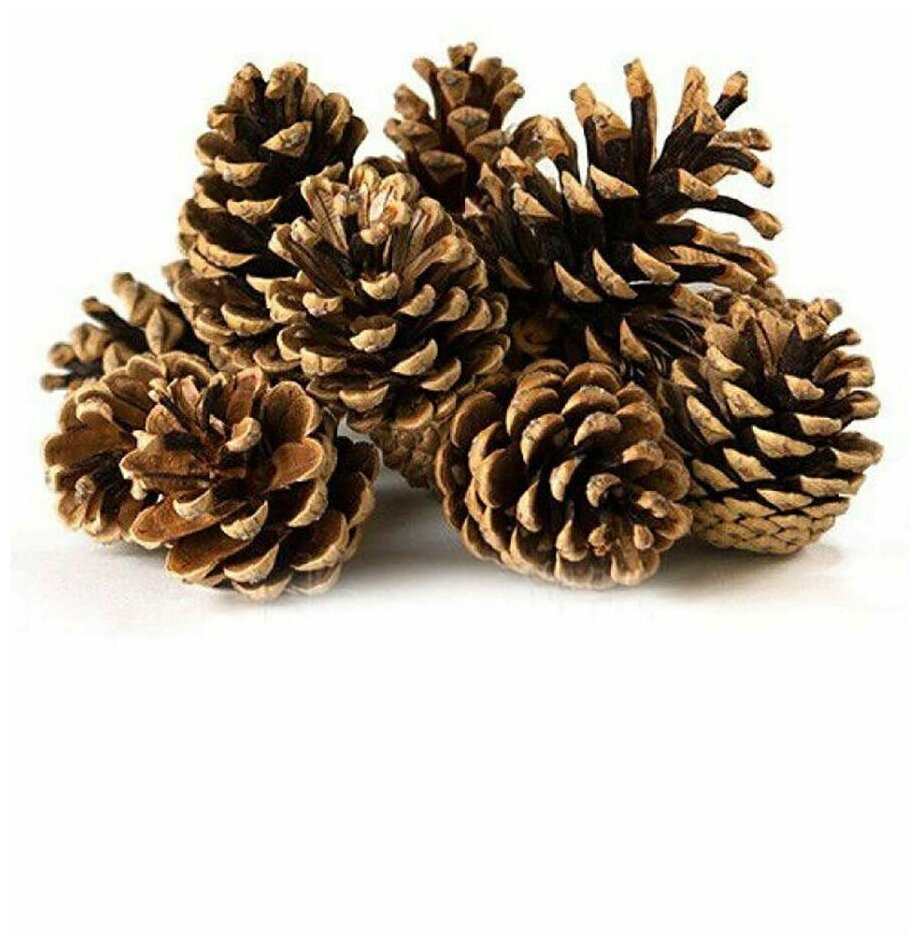 фото Набор из шишек сосны в количестве 10 штук, для различных творческих идей (детских поделок, новогодних венков, элементов декора, которые прекрасно впиш