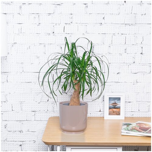 Нолина, высота 40 см, пересаженное комнатное растение в серо-коричневом кашпо