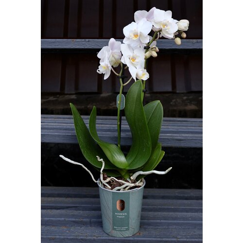 Белоснежная Мини орхидея (D-10 H-40)