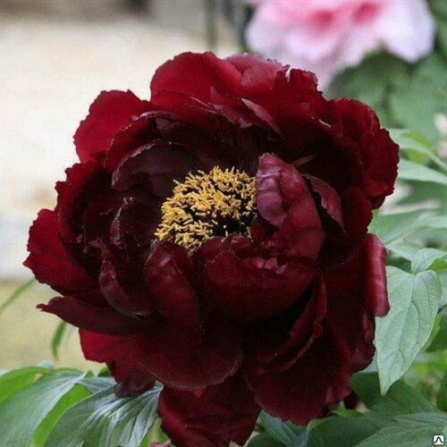 Пион древовидный Сверкающее черное золото