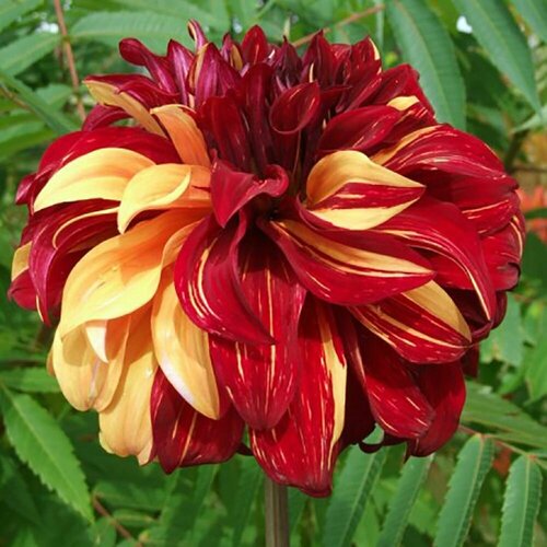 Георгина декоративная Богемиан Спартакус I 1 1 шт в упаковке Все в сад 1449₽