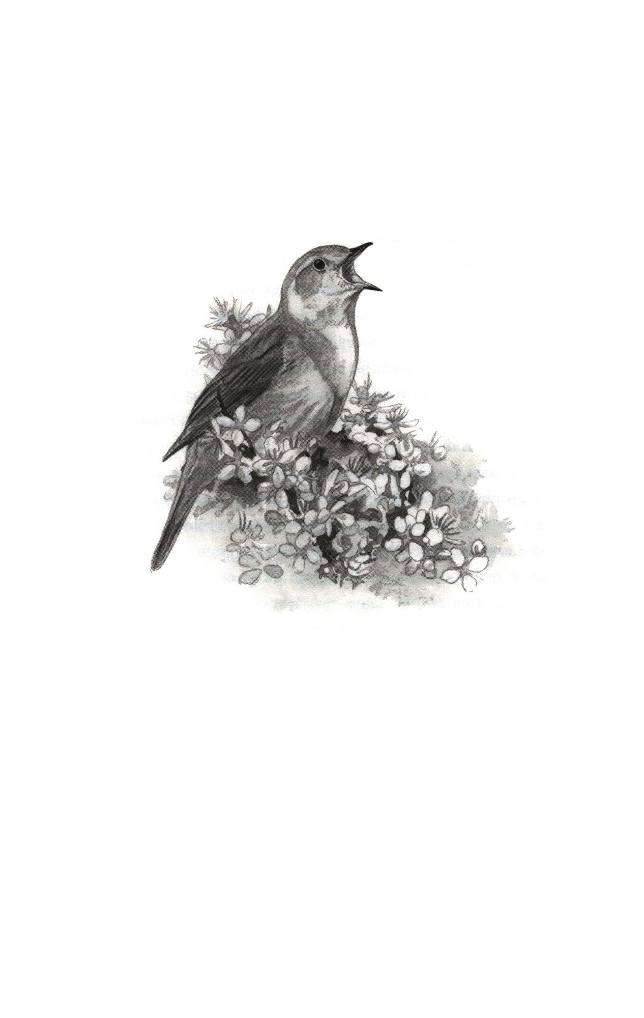 In Search of One Last Song. Britain's disappearing birds and the people trying to save them - фото №2