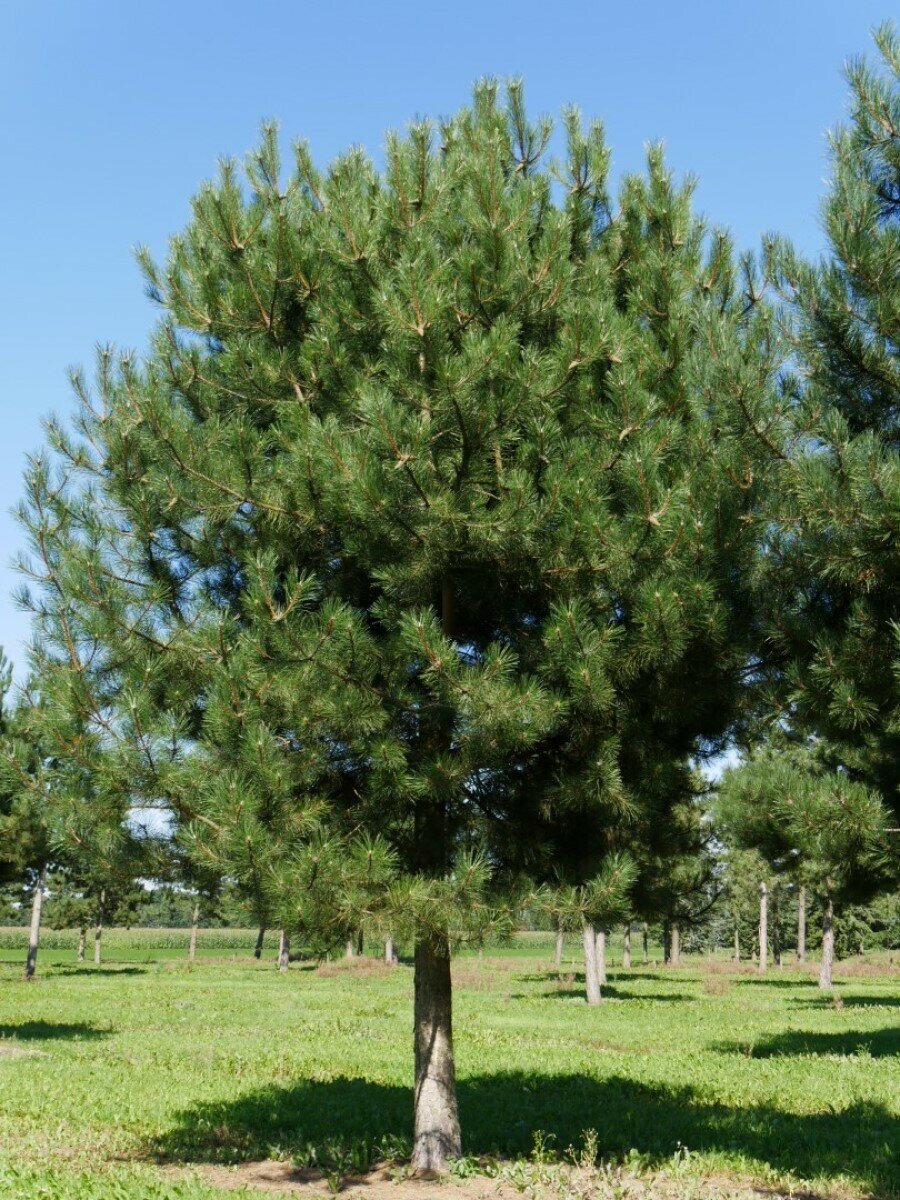 Семена Сосна чёрная (Pinus nigra), 45 штук