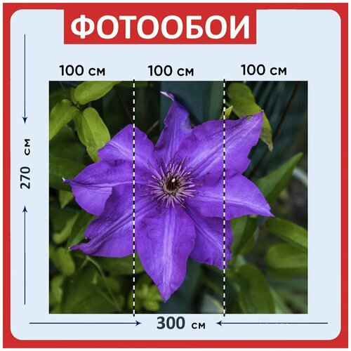 Фотообои Цветок фиолетовый блум 300x270 см флизелиновыена стену 3970₽