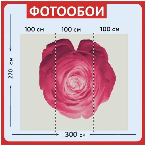 Фотообои "Розовый, розы, цветы" 300x270 см. флизелиновыена стену