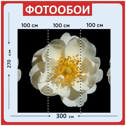 Фотообои Цветы белый розы 300x270 см флизелиновыена стену 2960₽