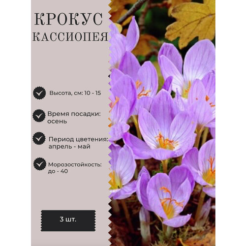 Крокус луковицы многолетних цветов