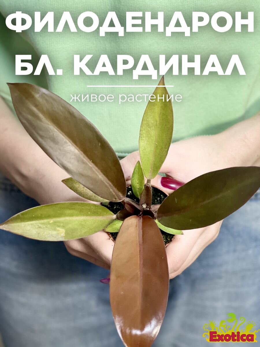 Филодендрон Блэк Кардинал (Philodendron Black Cardinal) D6см домашнее растение