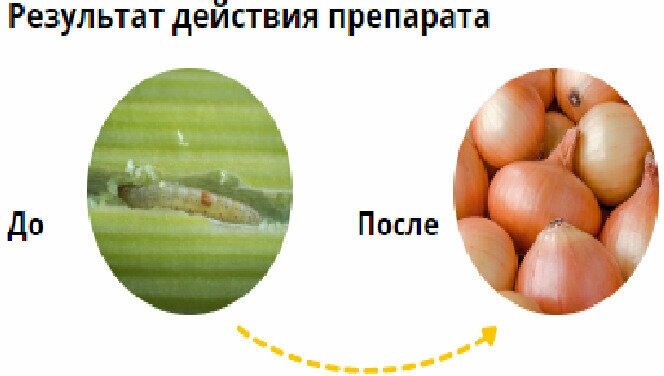 400г Террадокс 200г -2шт Универсальный препарат от медведки, майского хруща, капустной и луковой мух, проволочников и других вредителей. - фотография № 6