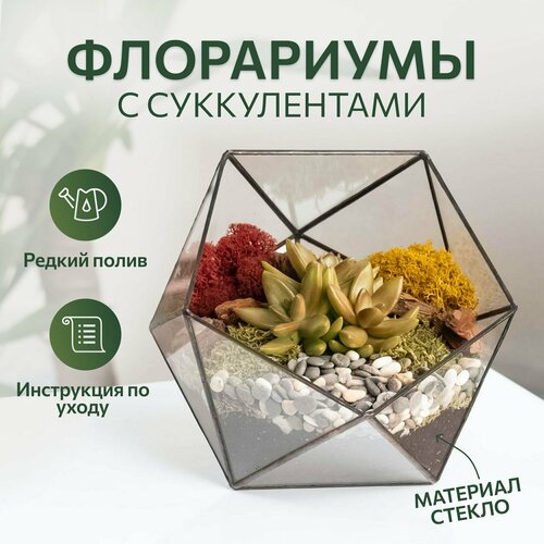 Суккулент Седум в флорариуме, стеклянный флорариум Икосаэдр
