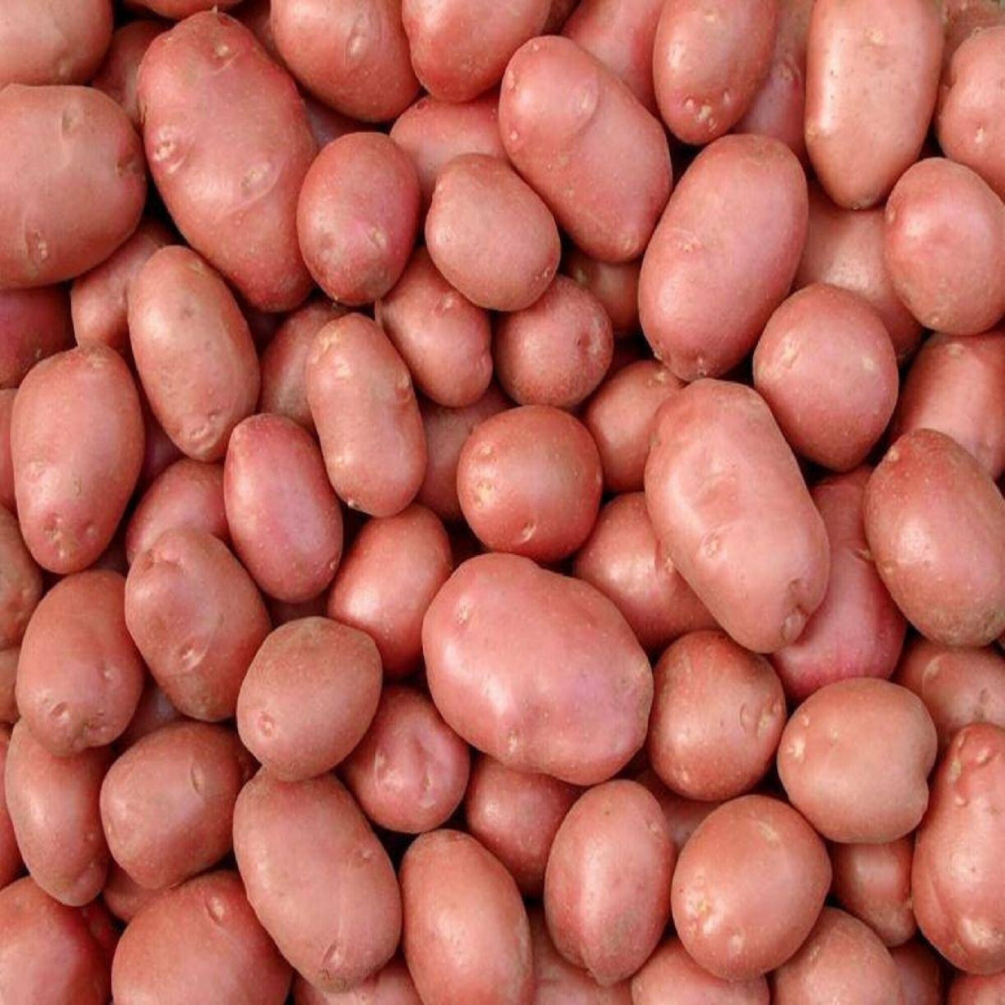 Ред Скарлет, семенной картофель, 2 кг, ранний сорт голландской селекции, высокая и стабильная урожайность, продолжительный период хранения, прекрасный вкус при жарке и в супах