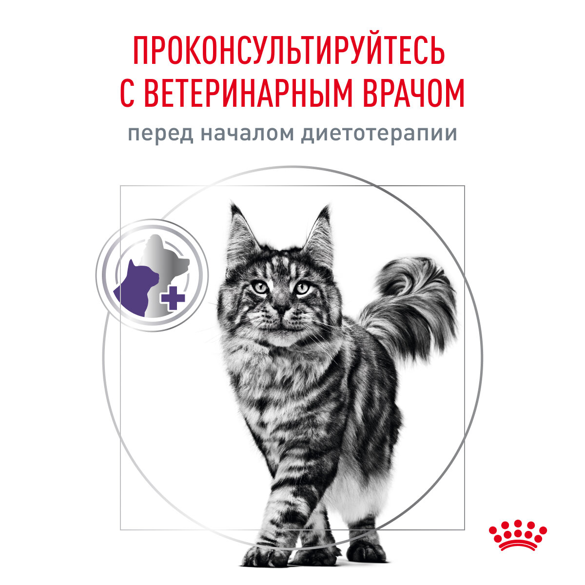 Royal Canin Корм сухой для кошек Сатаети Бэлэнс, 500 г - фото №6