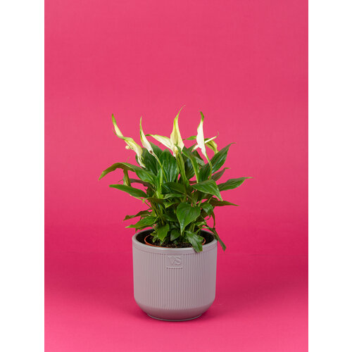 Спатифиллум Шопен в кашпо Росси VipSet 1.9л, d14 см серый