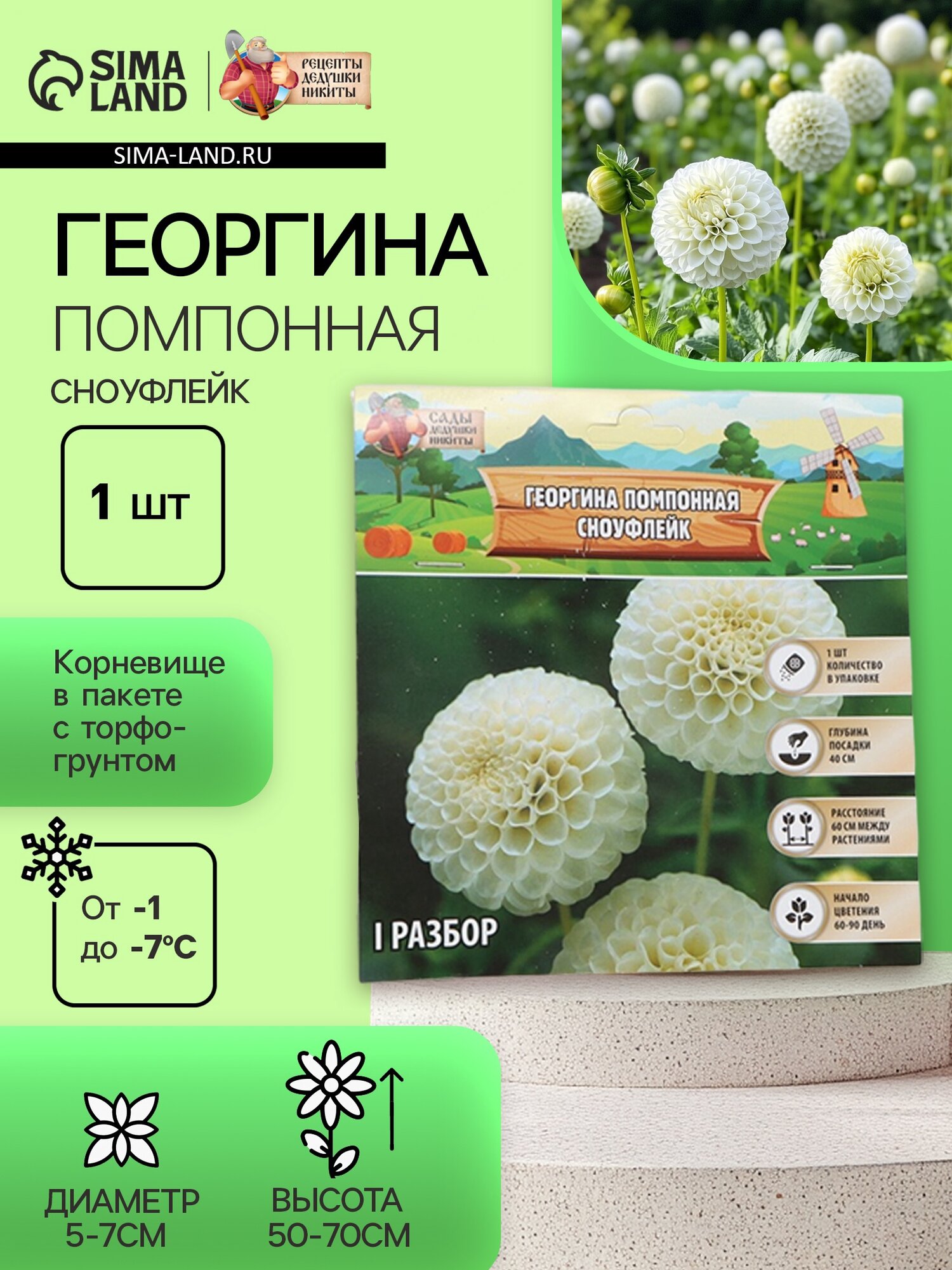 Георгина Помпонная «Сноуфлейк» клубнелуковица в упаковке р-р см I 1 шт.