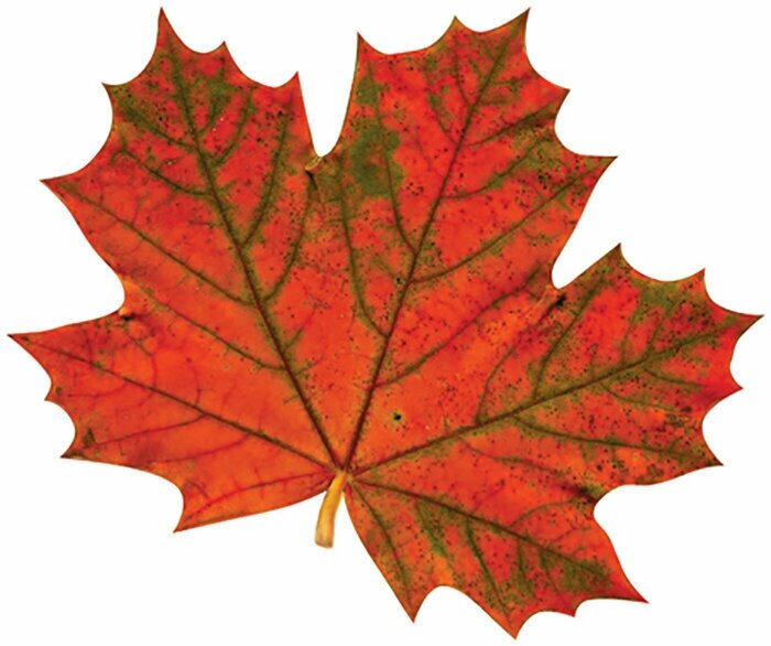 Осенний набор мини плакатов/баннер "Листья", 10шт, 20х24см. 1 Сентября, Праздник осени