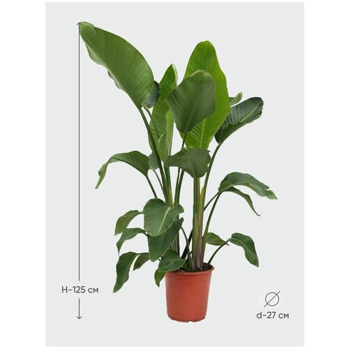 Стрелиция Николая, высота 125 см, диаметр 27 см, живое комнатное растение