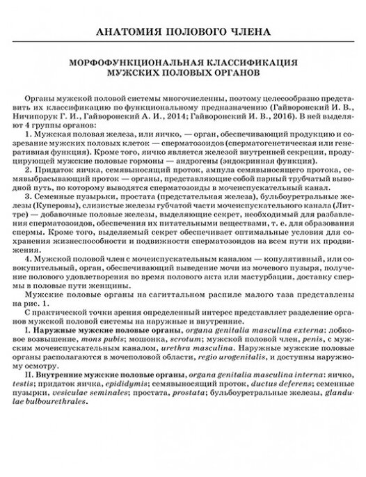 Половой член. Анатомия эректильной дисфункции - фото №3